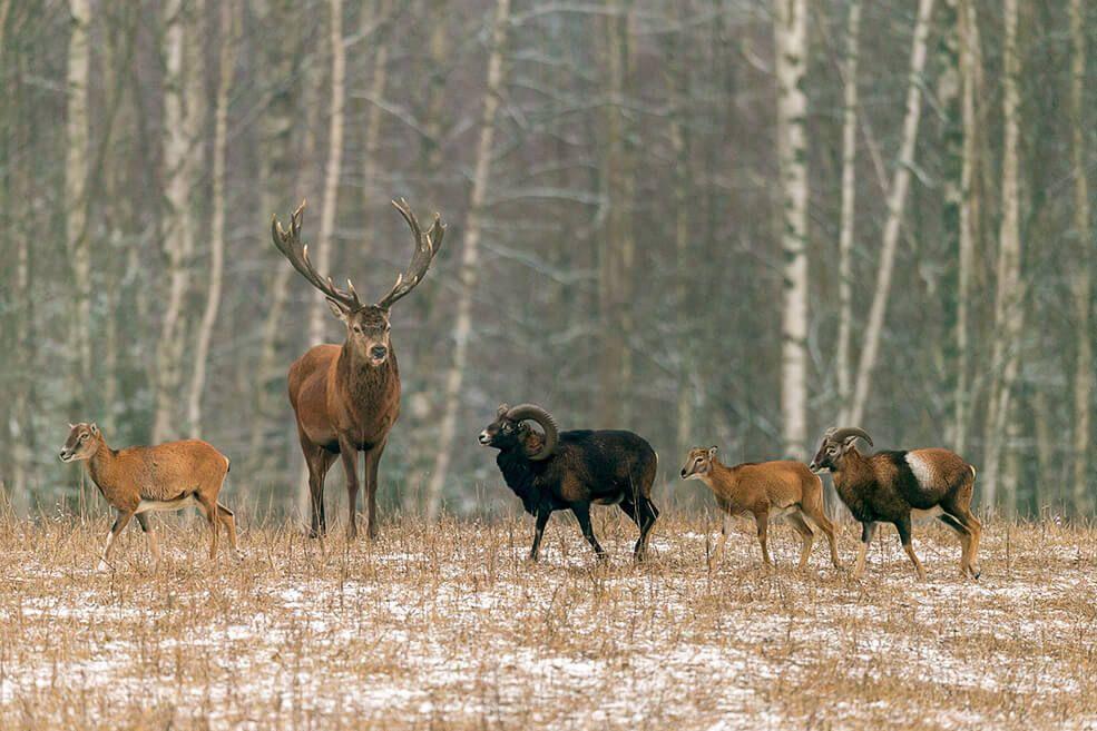 Hunting and Social Media