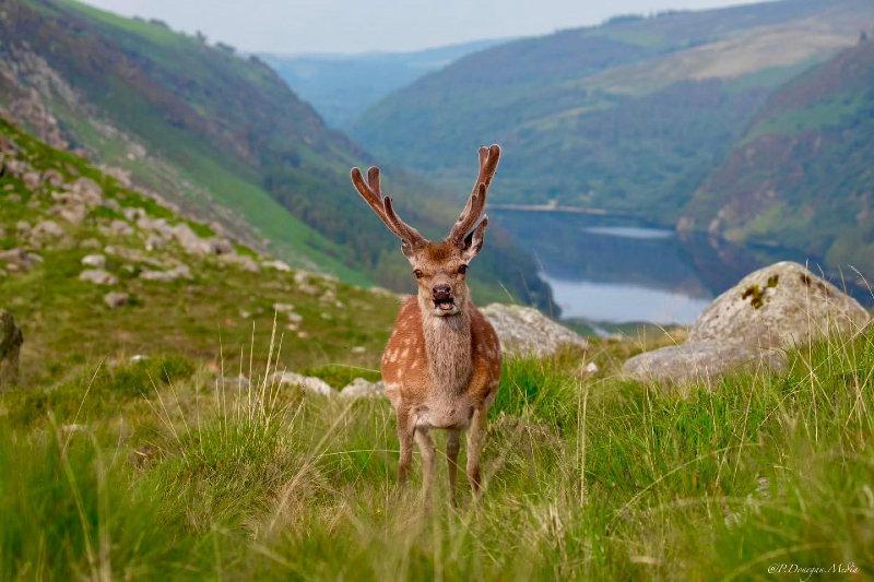 A mature Sika stag with growing antlers posses for the photographer high in the Wicklow Mountains.