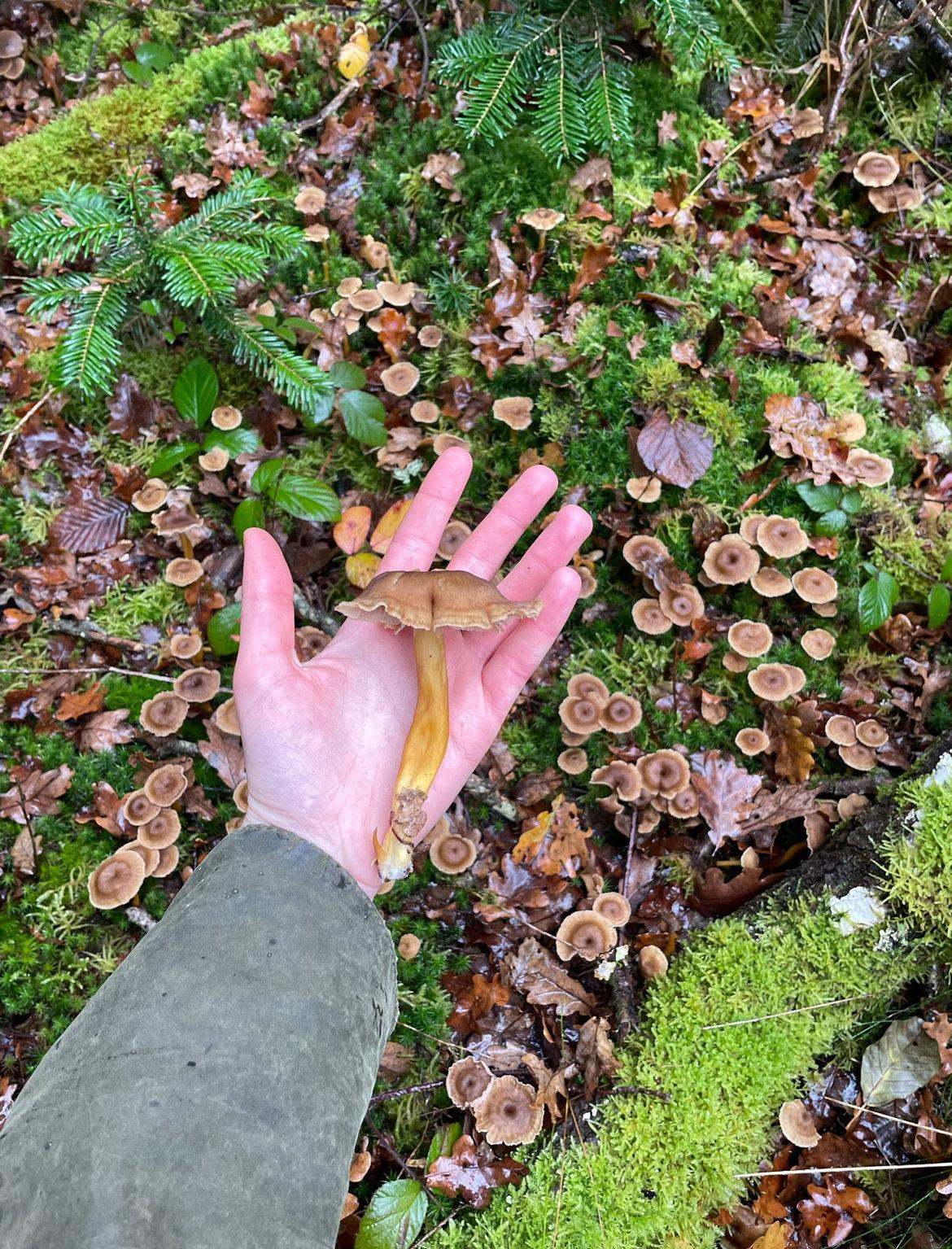 🍄‍🟫🍄‍🟫🍄‍🟫