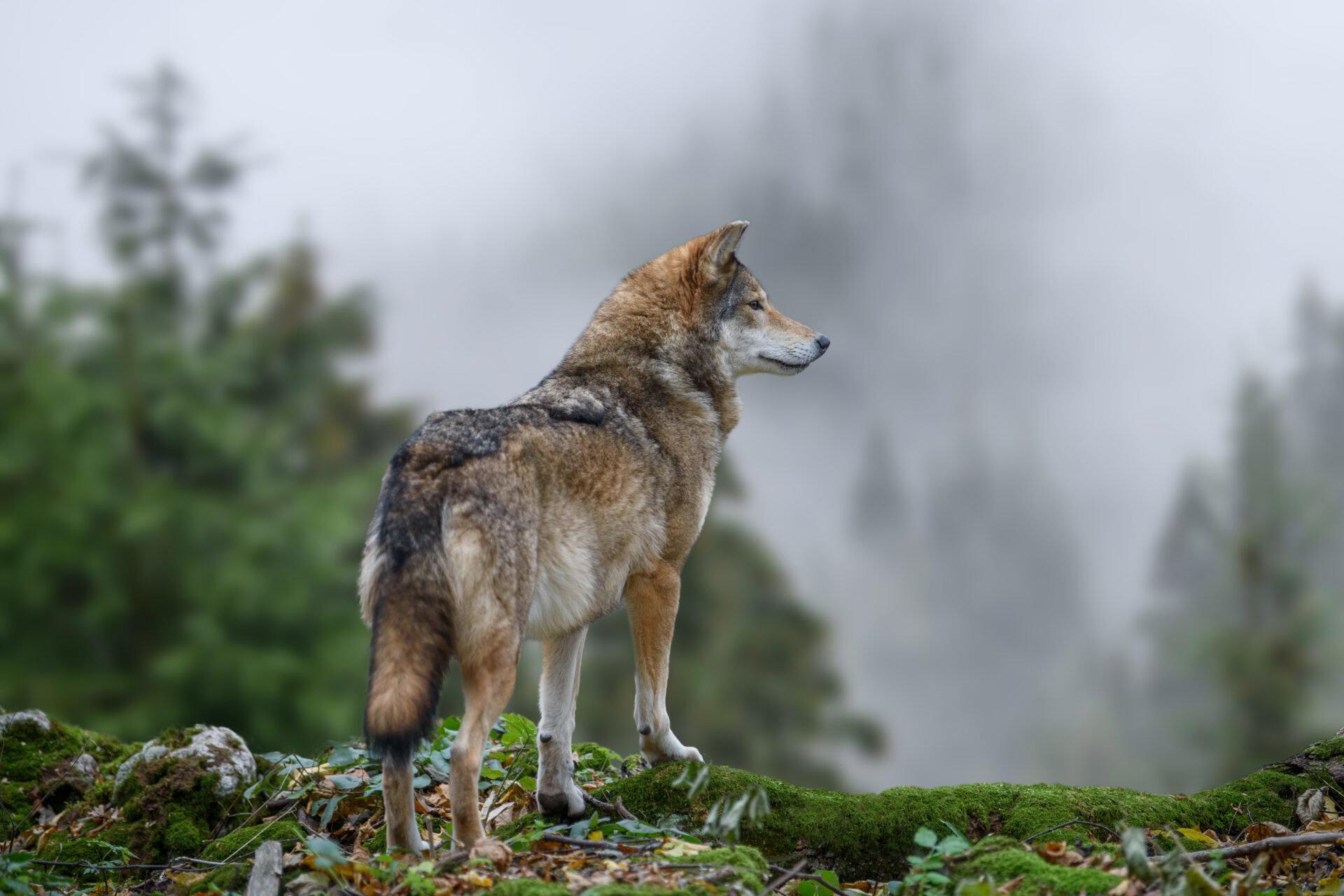 Jagd in HESSEN: Natürliche Besonderheiten für die Jagd, Demografie, Wildarten, Gesetze, Vereine und Besonderheiten