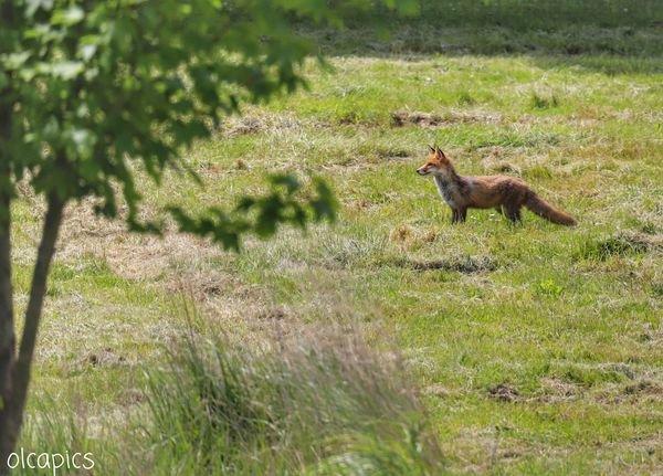 🦊vs🐇