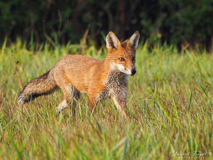 Ce matin là, j'ai pu observer ce joli renard roux en patrouille, à quelques mètres de mon affût durant la saison d'été 🦊 !