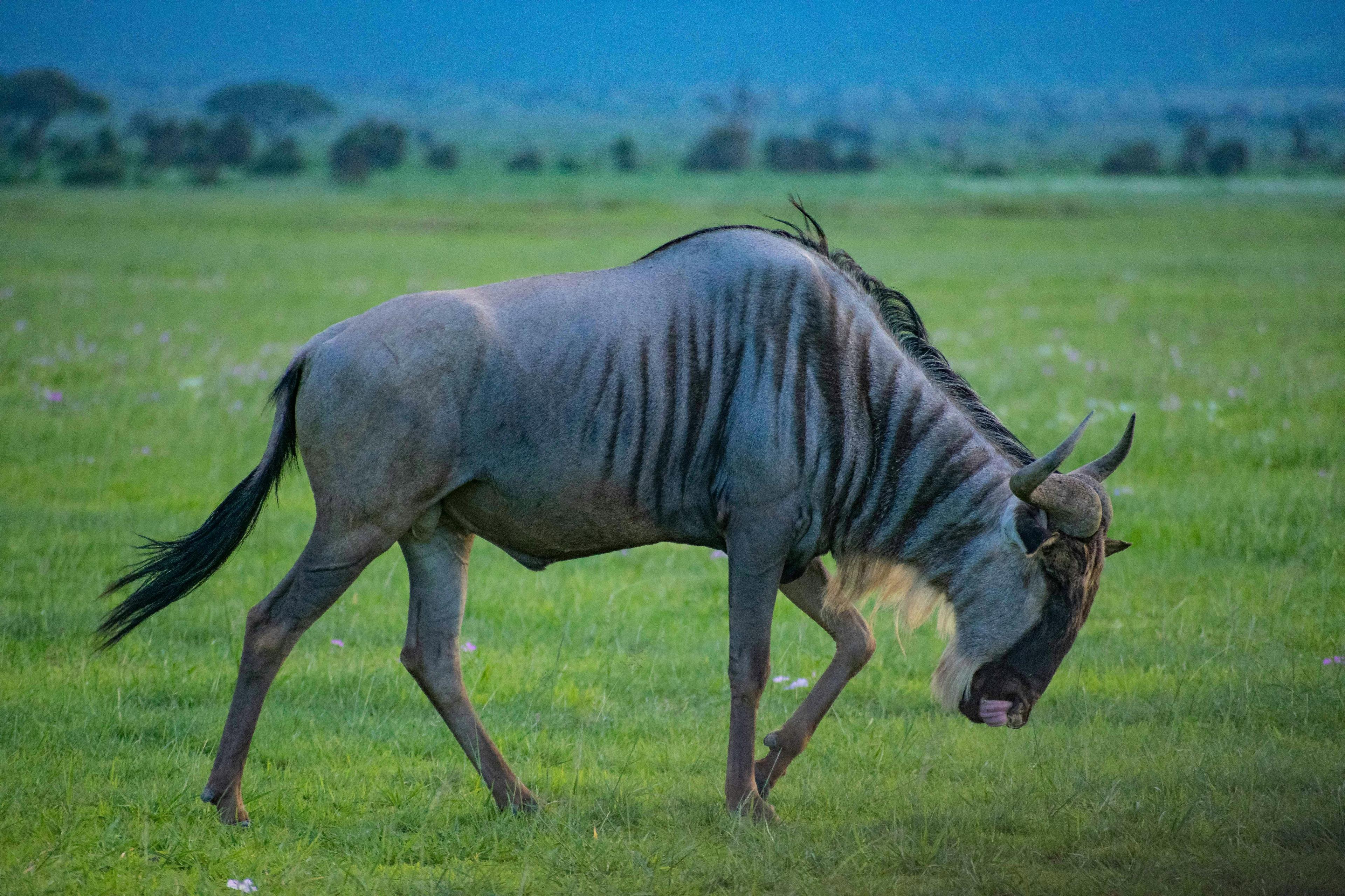 Hunting in MARRUPULA Province: Traditions, Laws, Techniques, and Conservation in Africa’s Wild Landscapes