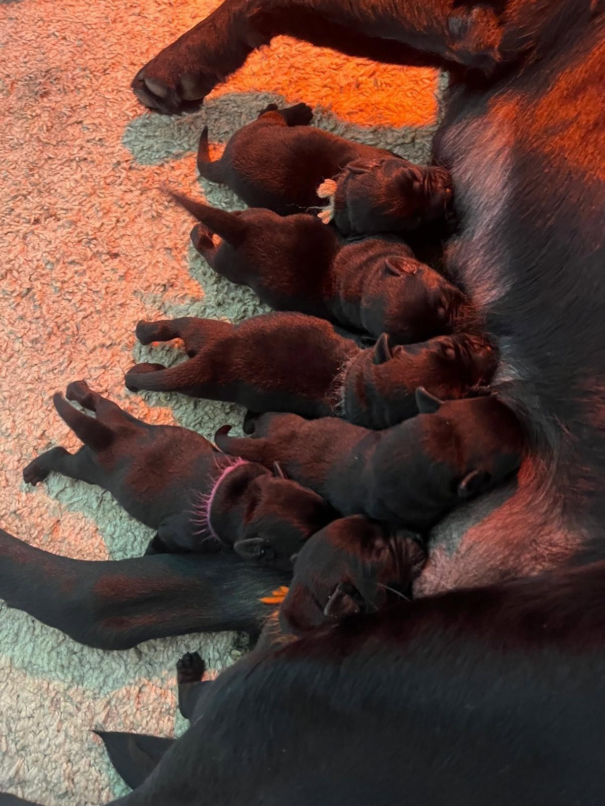 Heureuse de vous annoncer la naissance des 6 chiots issue du mariage de Rivale des Geguis et de Tweed du château de bigny 