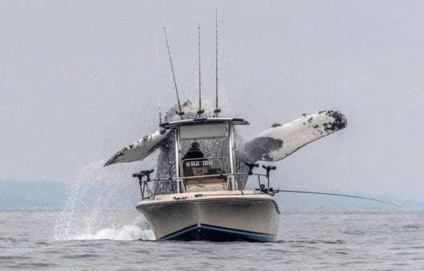 A humpback whale breaching the seas of California's Monterey Bay, right near to a fishing boat.