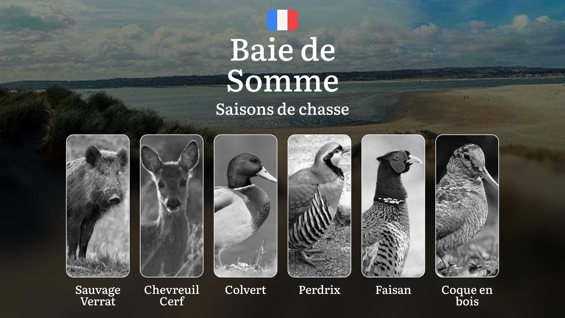 Saisons de Chasse en BAIE DE SOMME: Dates d'Ouverture/Fermeture, Obtention des Permis, Règlements Spécifiques et Périodes Clés