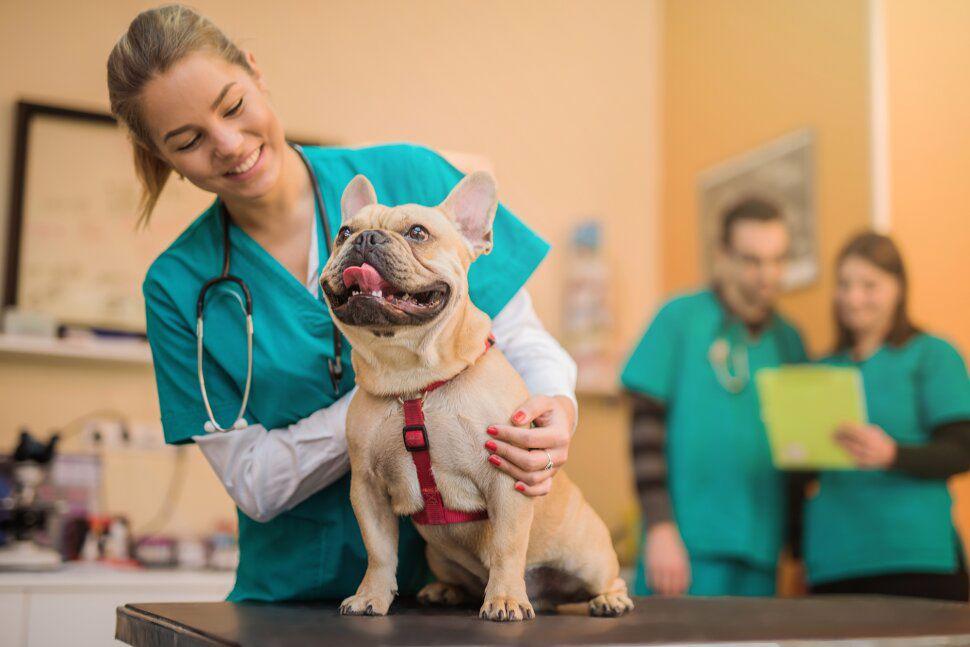 Animals get better care than their owners, study finds