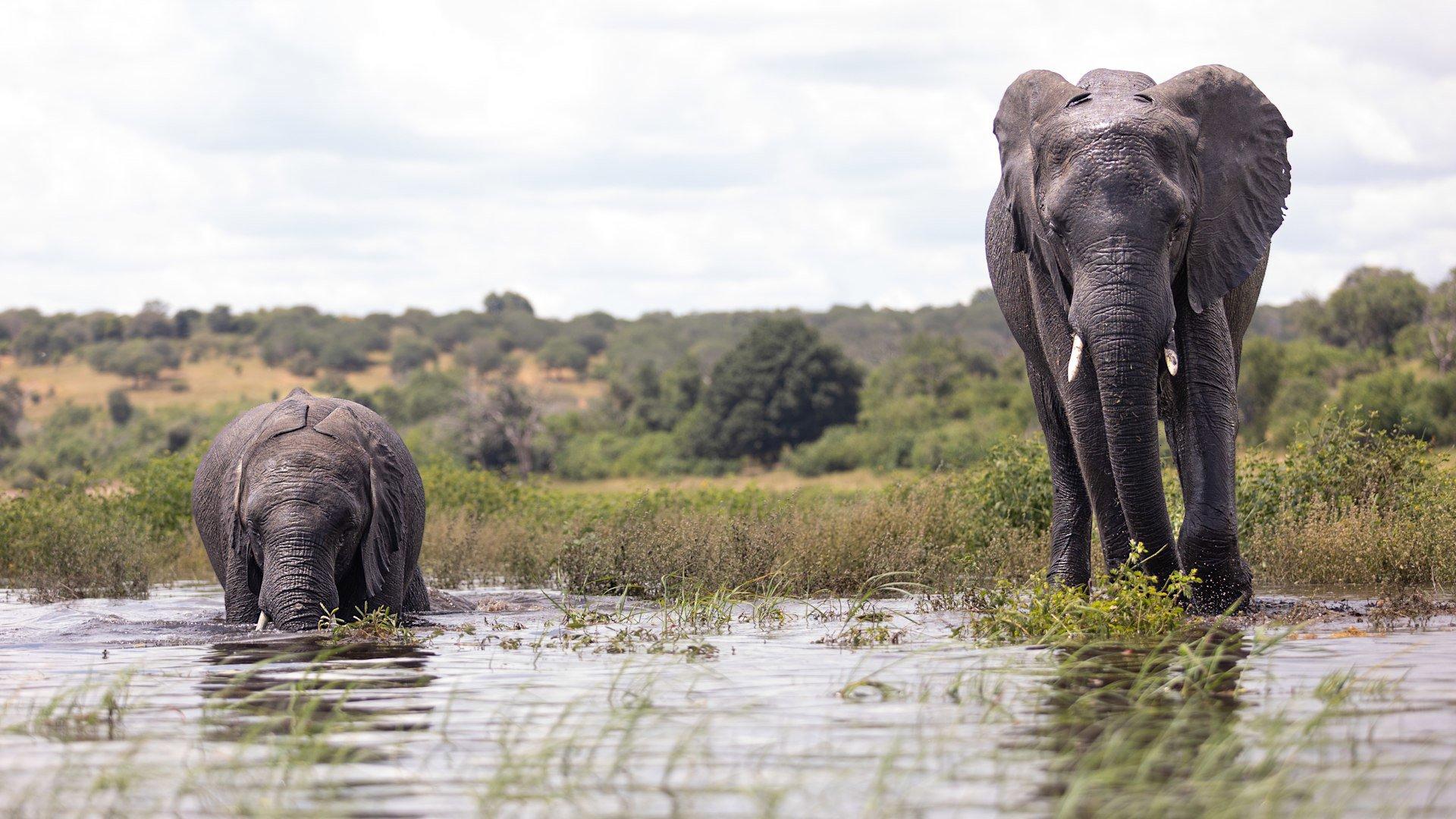 Hunting in Matabeleland, Zimbabwe: Discover the Local Demographics and Vibrant Hunting Associations of the Area  