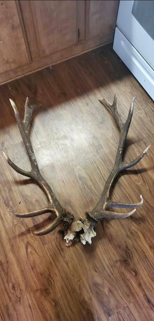 Available elk antlers message me if interested