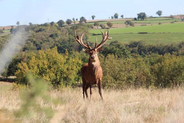 Cerf dans un parc privé en Aveyron