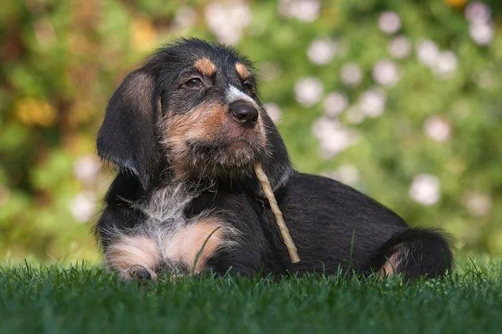 Říká vám něco otterhound?