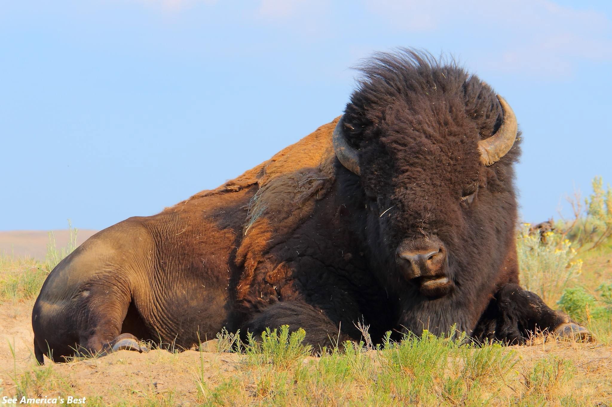 There are so many to see in Yellowstone National Park!