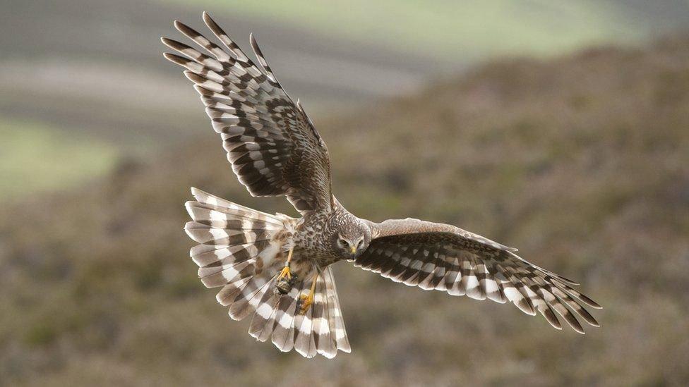 Scheme to protect hen harriers in England a waste of money, says wildlife group