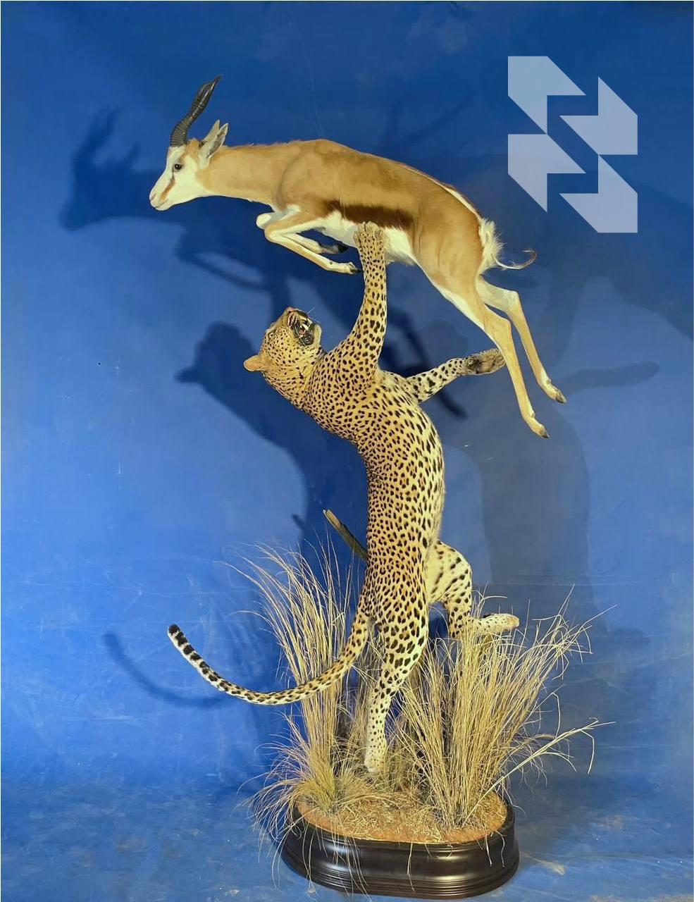 🐆 Lov na leoparde - rubrika "pitanja i odgovori" ⁉️