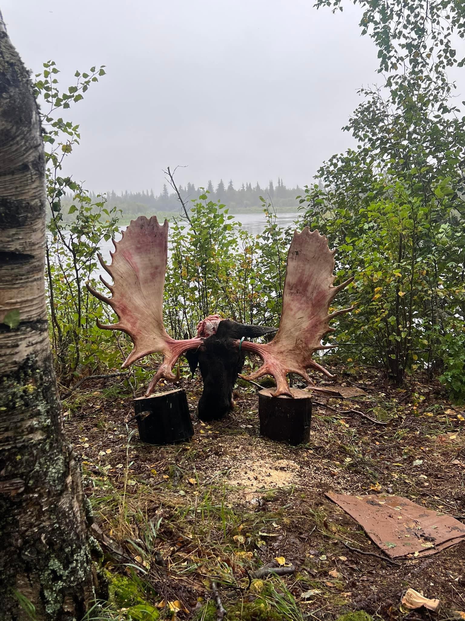 Any one know where I can get my hands on a hide for a shoulder mount for a moose pfa thanks!