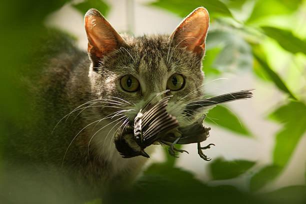 Why do cats hunt?