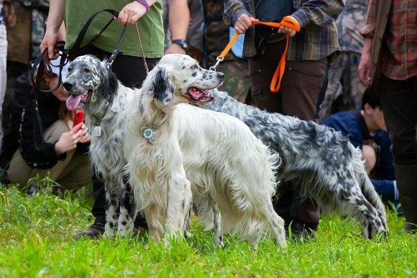 Mi è piaciuta molto l'esposizione di cani da caccia in Italia.