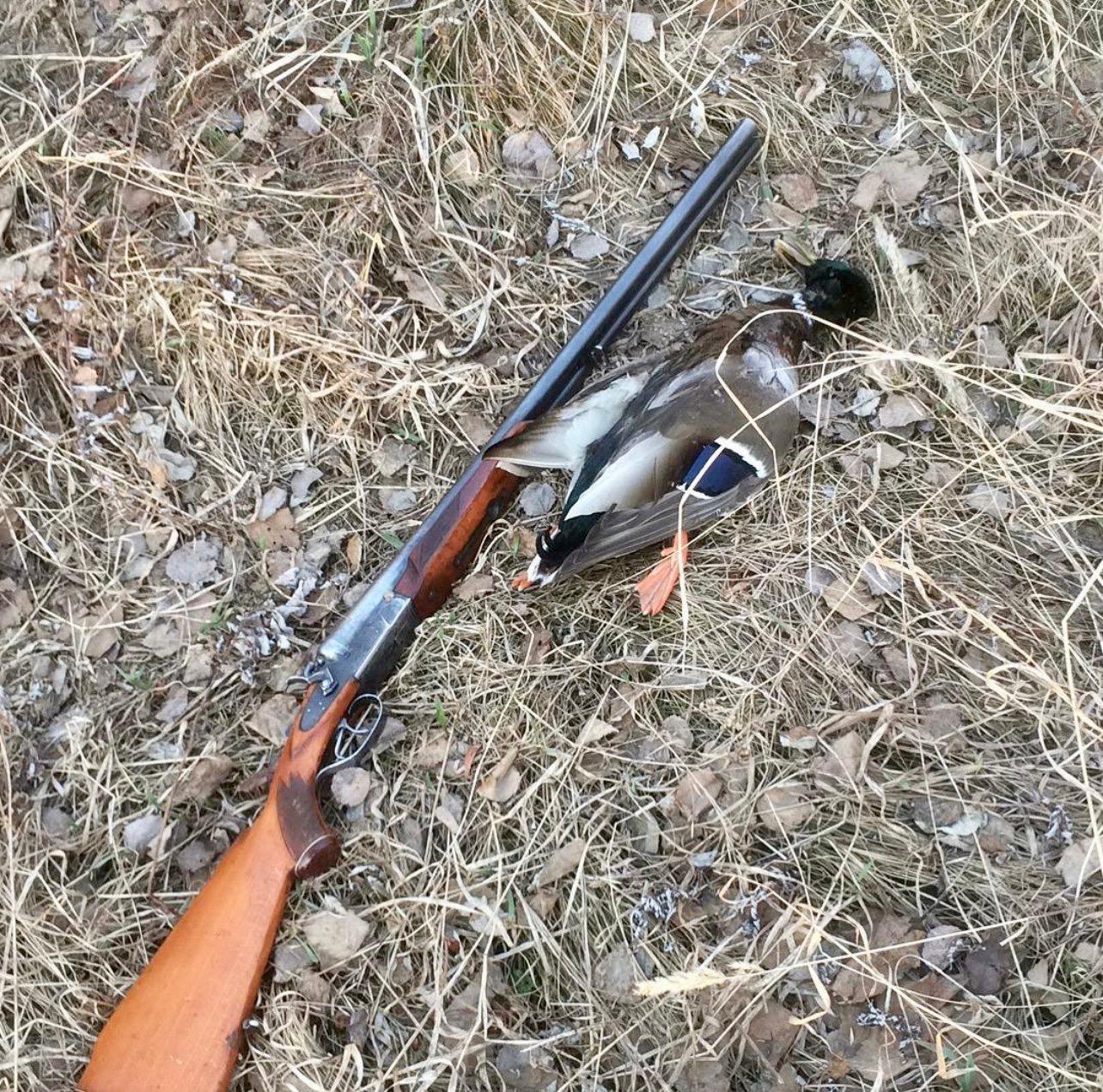 ТОЗ-54: охотничье ружьё с внешними курками — обзор, отзывы, характеристики, история.