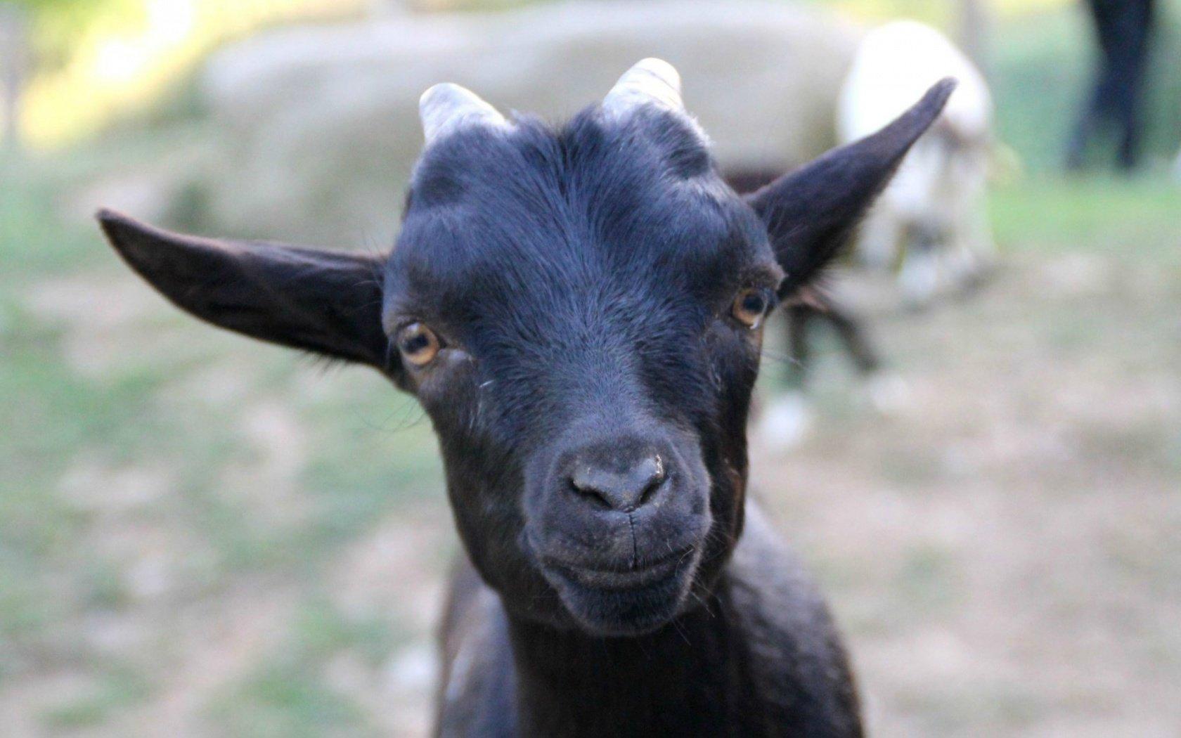 Capra neagra,( Rupicapra rupicapra),   in numar de cateva sute de exemplare, este protejata de lege si este o adevarata mandrie a tarii noastre, salasluieste pe crestele alpine, greu accesibile chiar si celor mai experimentati alpinisti.