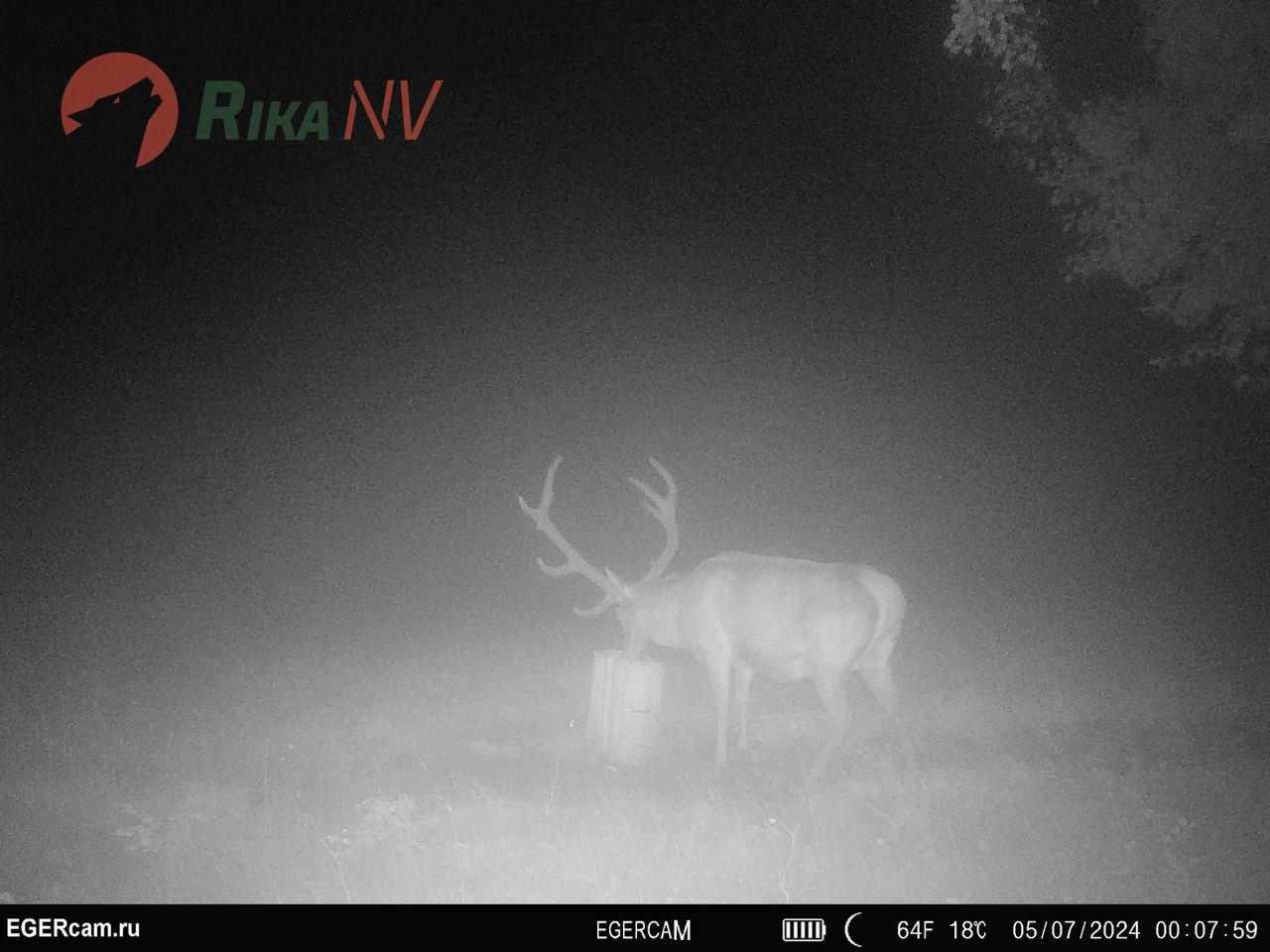 Na hranilištu u zemlji, ovaj zgodni momak uhvaćen je u okvir kamere🦌