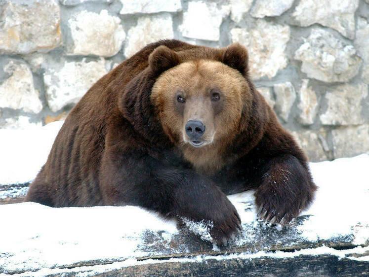 В Ленинградской области все чаще на дорогах замечают проснувшихся медведей.