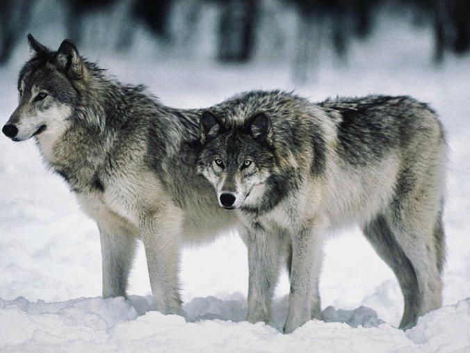 ВОЛК: описание, охота на волка, методы, сроки, трофей — как, где и когда охотиться на серого хищника.