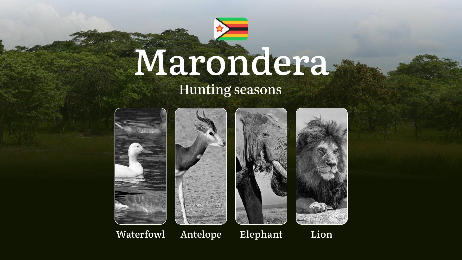 Hunting Seasons in Zimbabwe’s MARONDERA Region: Dates and Time of Hunting, Restrictions, Bans, and Protected Species