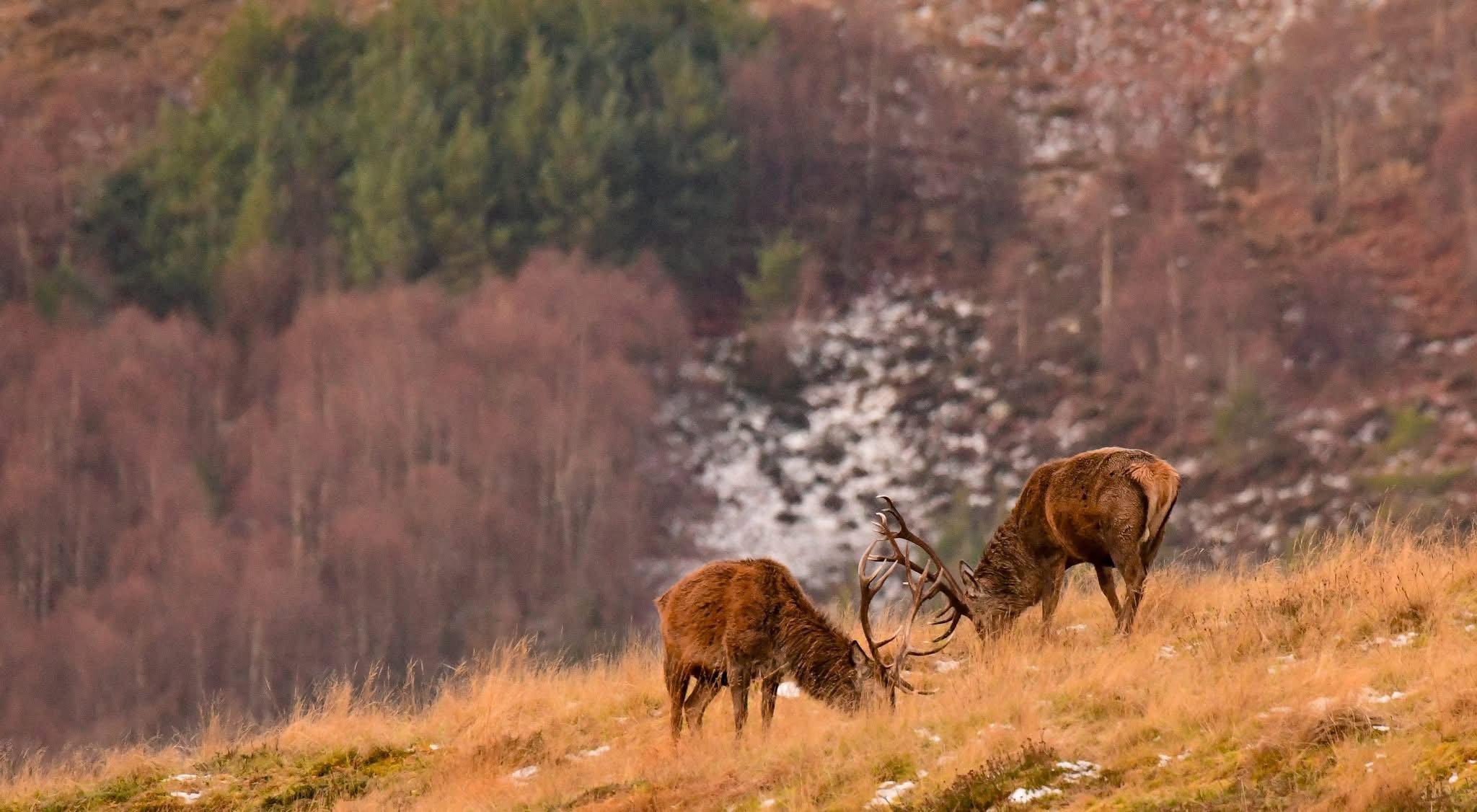 I live in the Scottish highlands and have a passion for stalking red deer  to get as close as possible to capture them in their natural habitat .