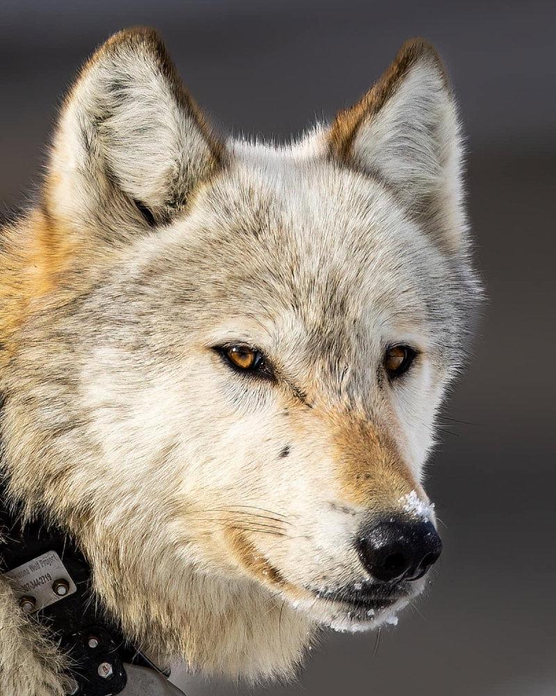 Looking back on a fantastic week in the Greater Yellowstone Ecosystem.