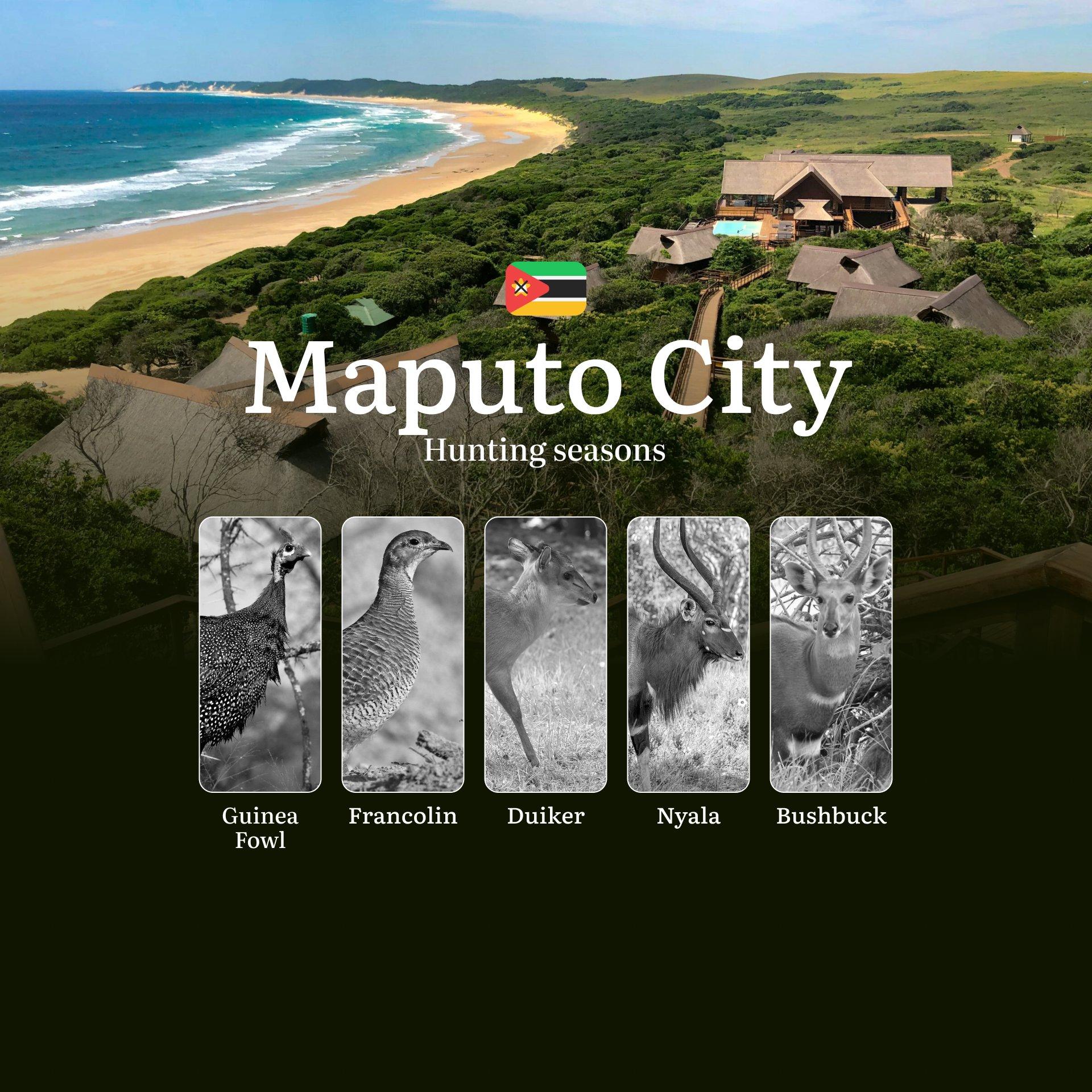Navigating Maputo City's Hunting Calendar, Seasons, Quotas and Optimal Game Movements
