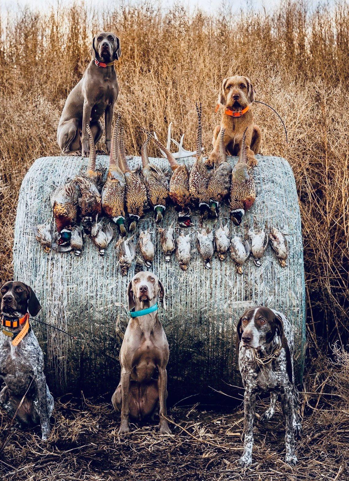 Top 10 Best Hunting Dog Breeds: Ultimate Guide for Hunters