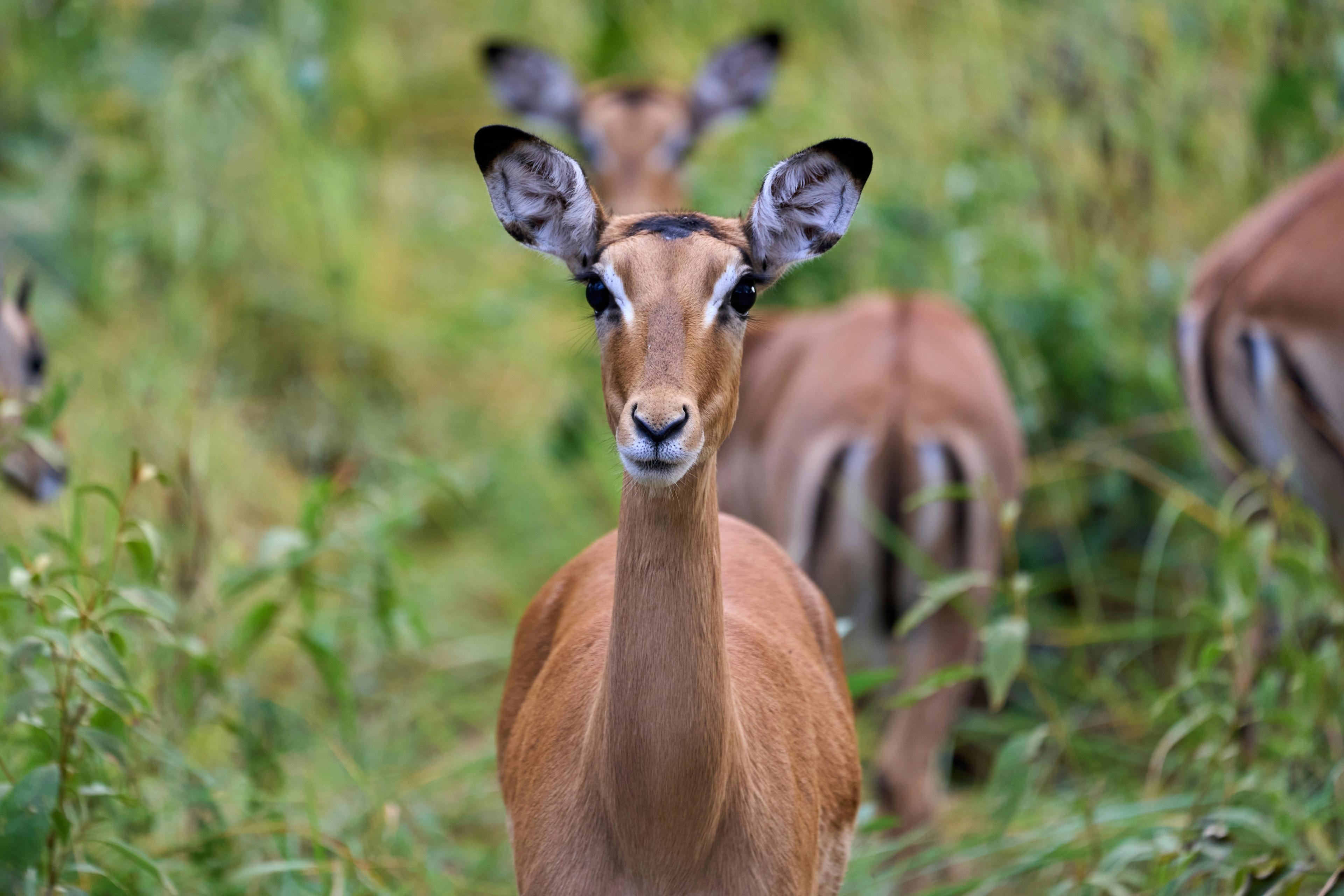 Hunting in the Lusaka Province Region of Zambia: Features, Traditions, Legislation, Demographics and Interests of Hunters