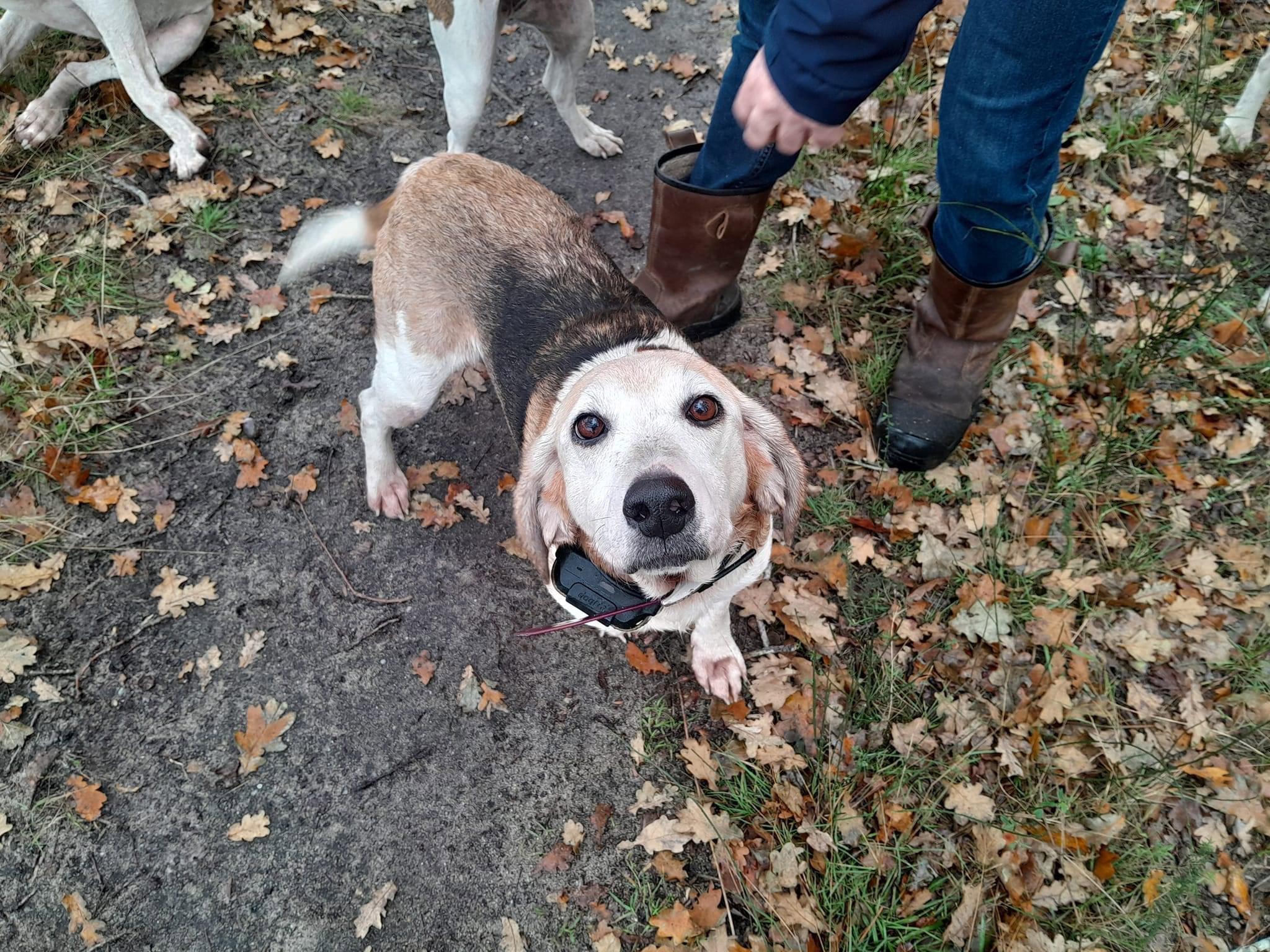 Bonjour ces 2 petites pepettes croisé beagle anglo cherchent une derniere famille pour encore quelques belles chasse et des caressent et calins leurs maitre es décédé elles sont encore en forme et capable de chassé elles lance et méne sans probléme surtout au chevreuil mais peuvent convenir pour chasser le tout venant.sociable elles s entendent avec tous le monde.