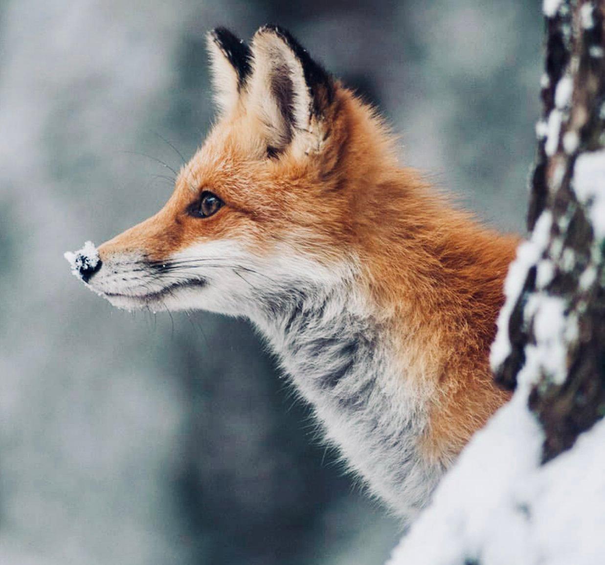 ЛИСИЦА: описание, охота на лису, повадки, методы, оружие, трофей, лицензия — полное руководство для охотников