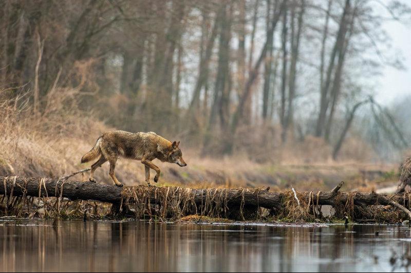 This time we have a wolf in the magical forest ;-)