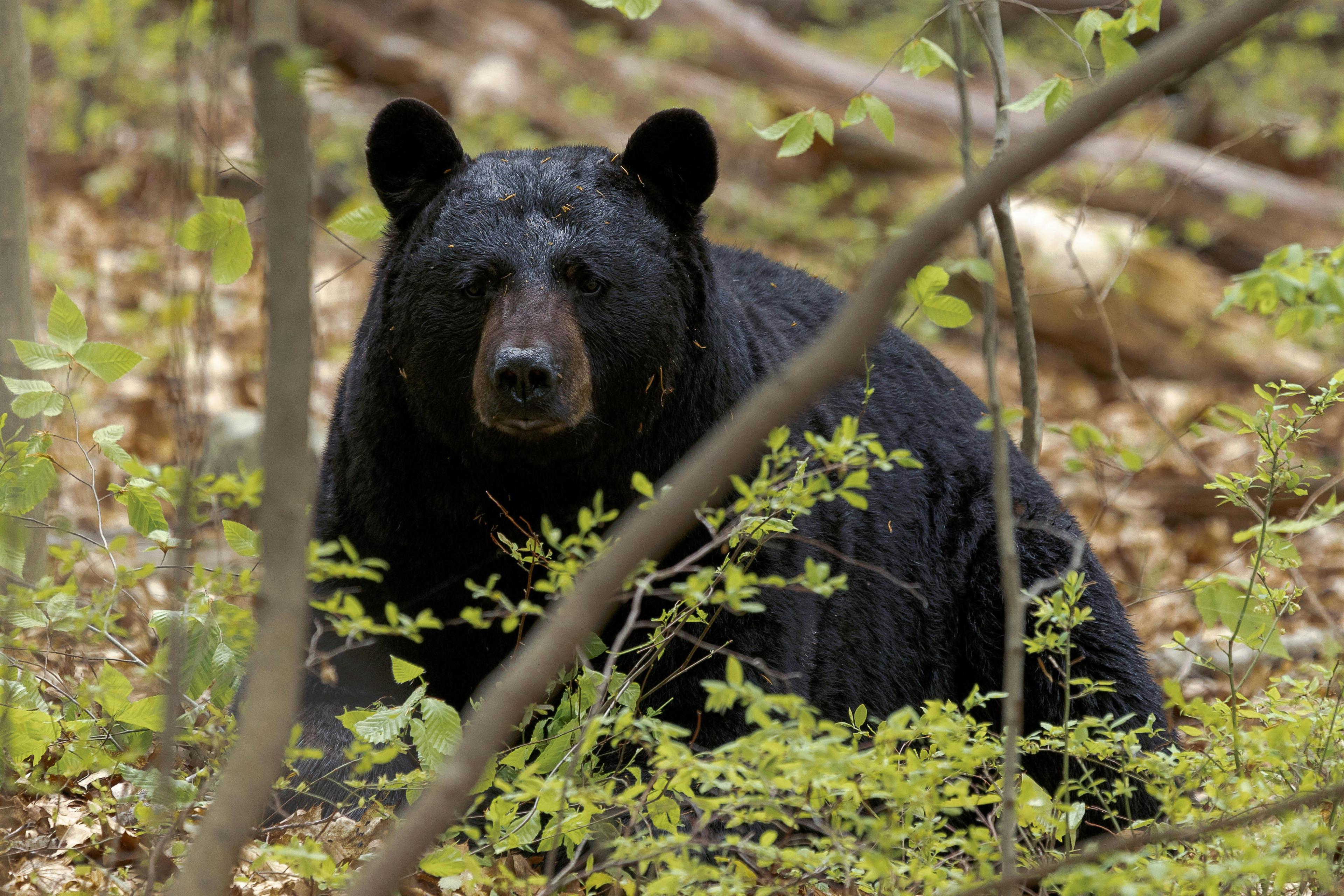 La chasse dans la région de MANITOBA au Canada : Associations de chasseurs, démographie et saisons de chasse à ne pas manquer
