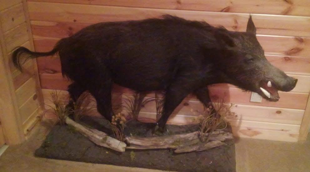 Mounts for sale in Northern Wisconsin pm me for more (details) 
