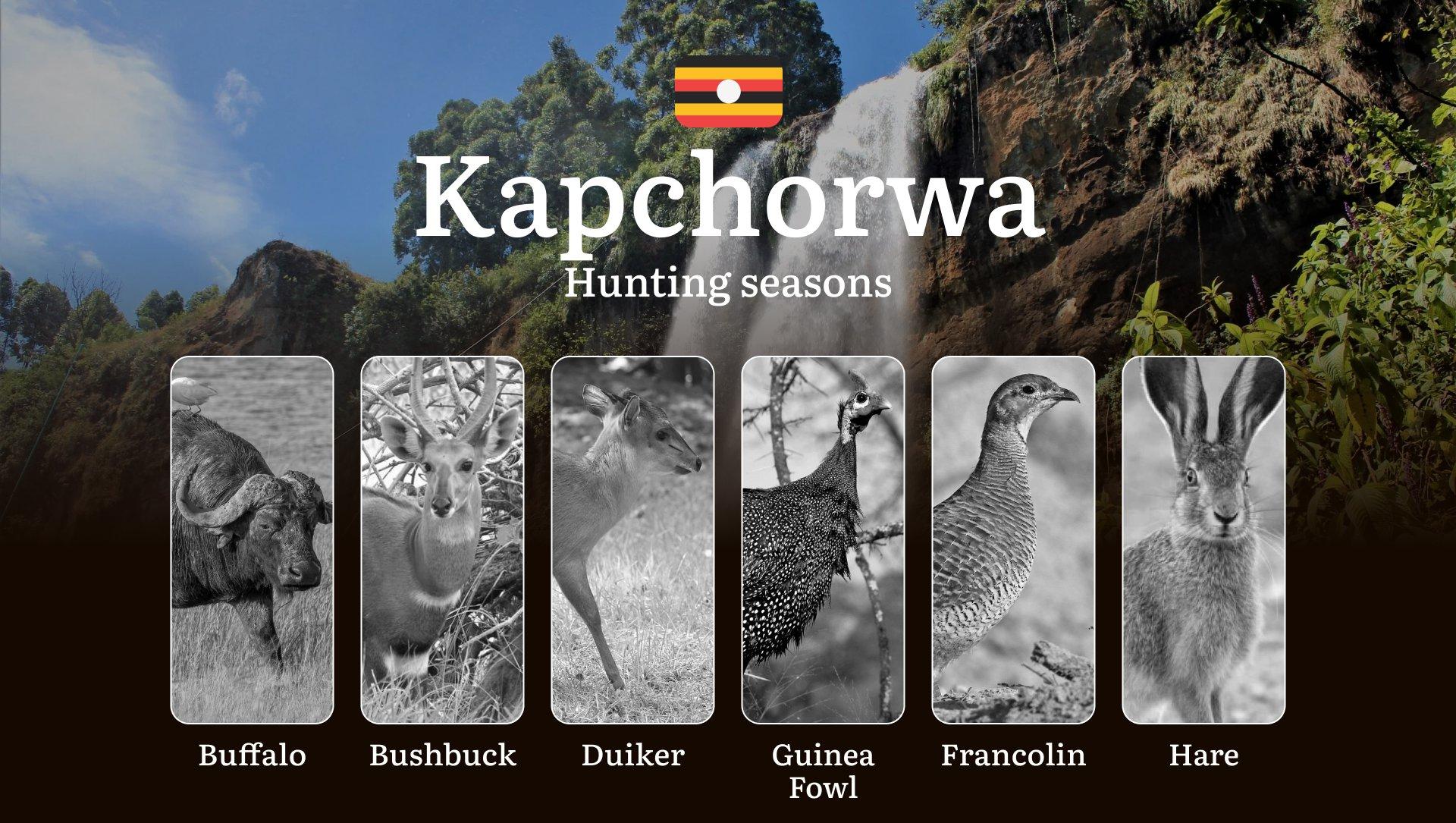 Permitted Hunting Intervals in Kapchorwa: Year-Round Huntable Wildlife, Seasonal Migration of Game, and the Process for Securing a Legal Hunting Permit