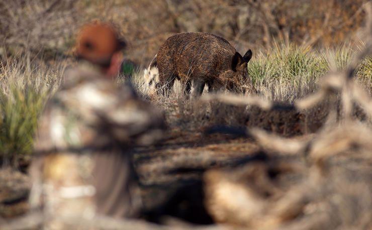 5 Best States for Pig Hunting