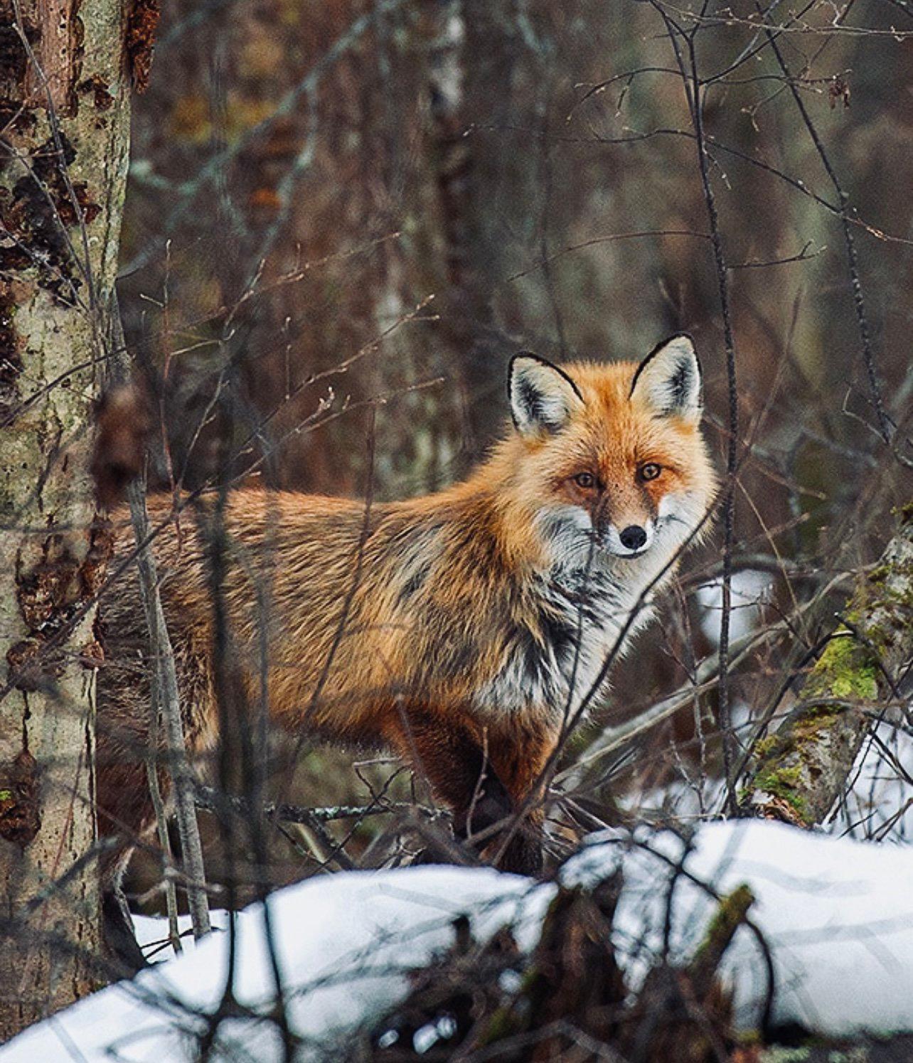 ЛИСИЦА: описание, охота на лису, повадки, методы, оружие, трофей, лицензия — полное руководство для охотников