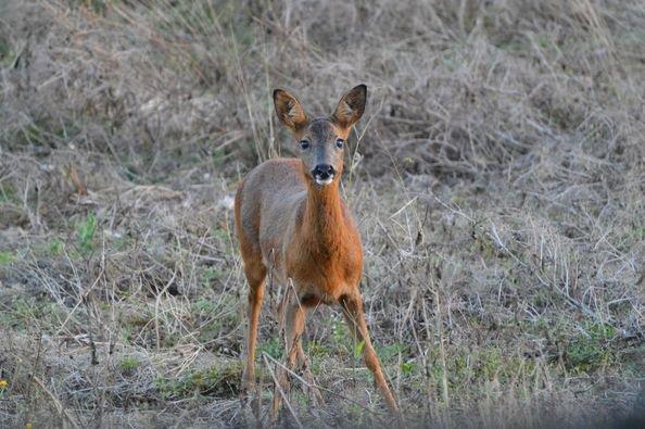 bonjour a tous ,jolie rencontre hier soir le 1 août 2024 dans un champ une jolie chevrette avec ses deux faons