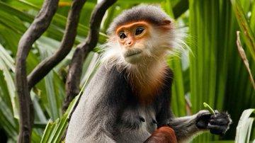 Vividly coloured and with a Zen-like calmness, Red-shanked Douc Langurs are critically endangered by #palmoil and other #deforestation along with #hunting throughout their range.