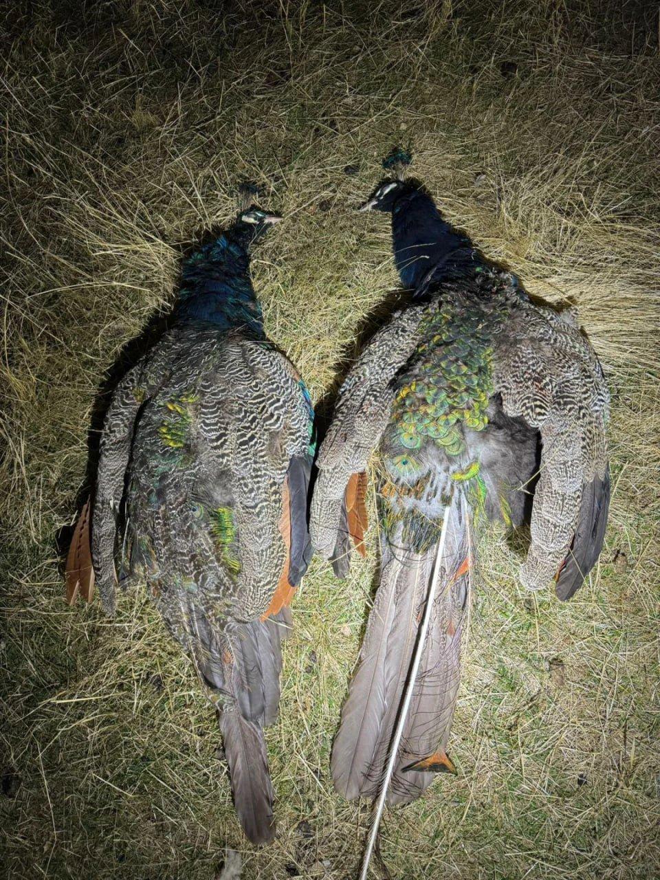 Acadia blue peacock
