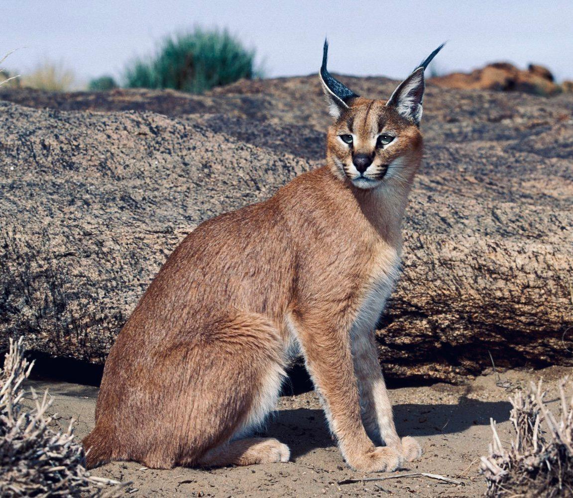 КАРАКАЛ: описание, охота на каракала, повадки, где обитает, методы добычи, трофейная ценность и рекомендации охотникам.