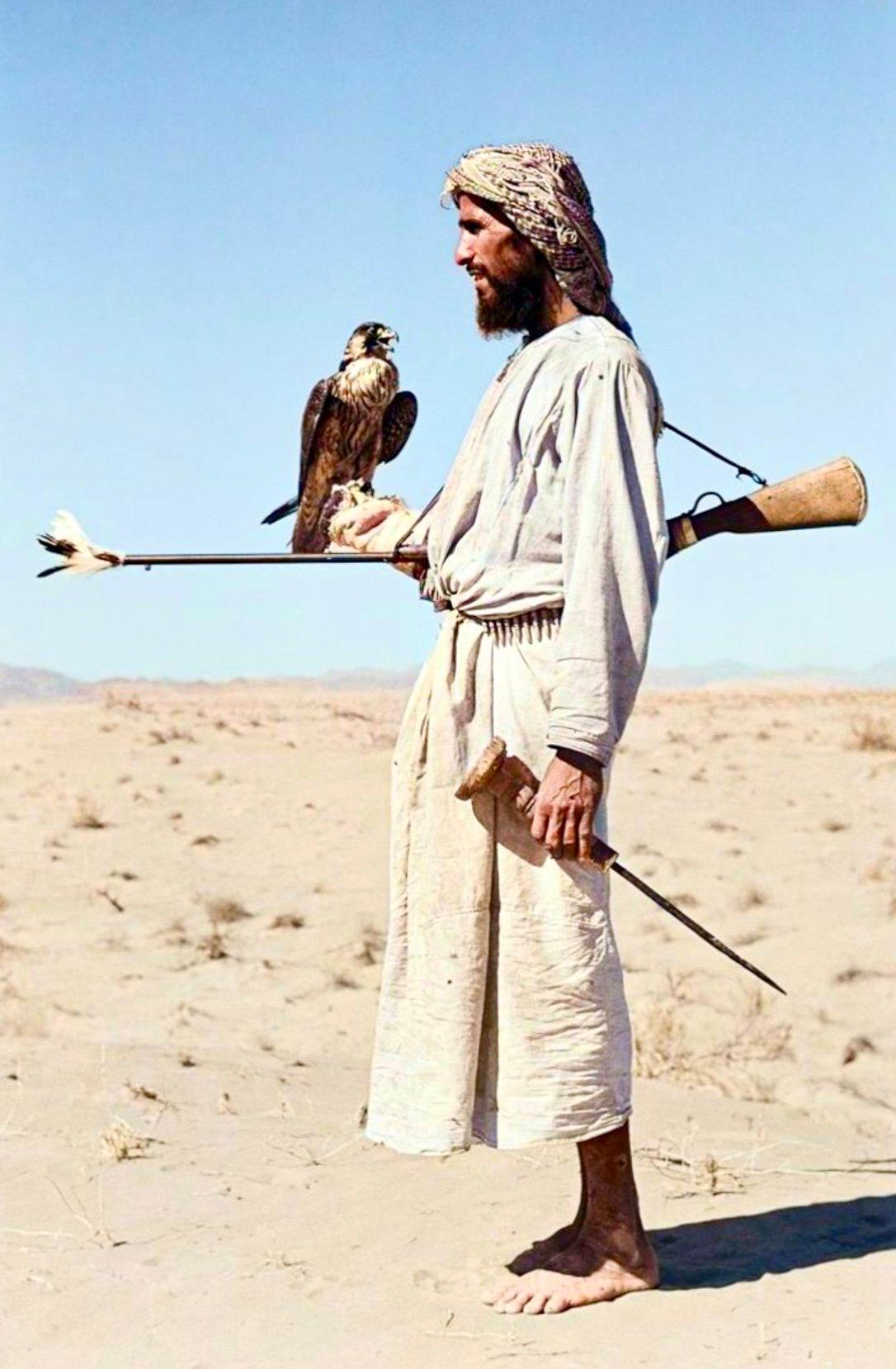 Falconry with peregrine falcon.