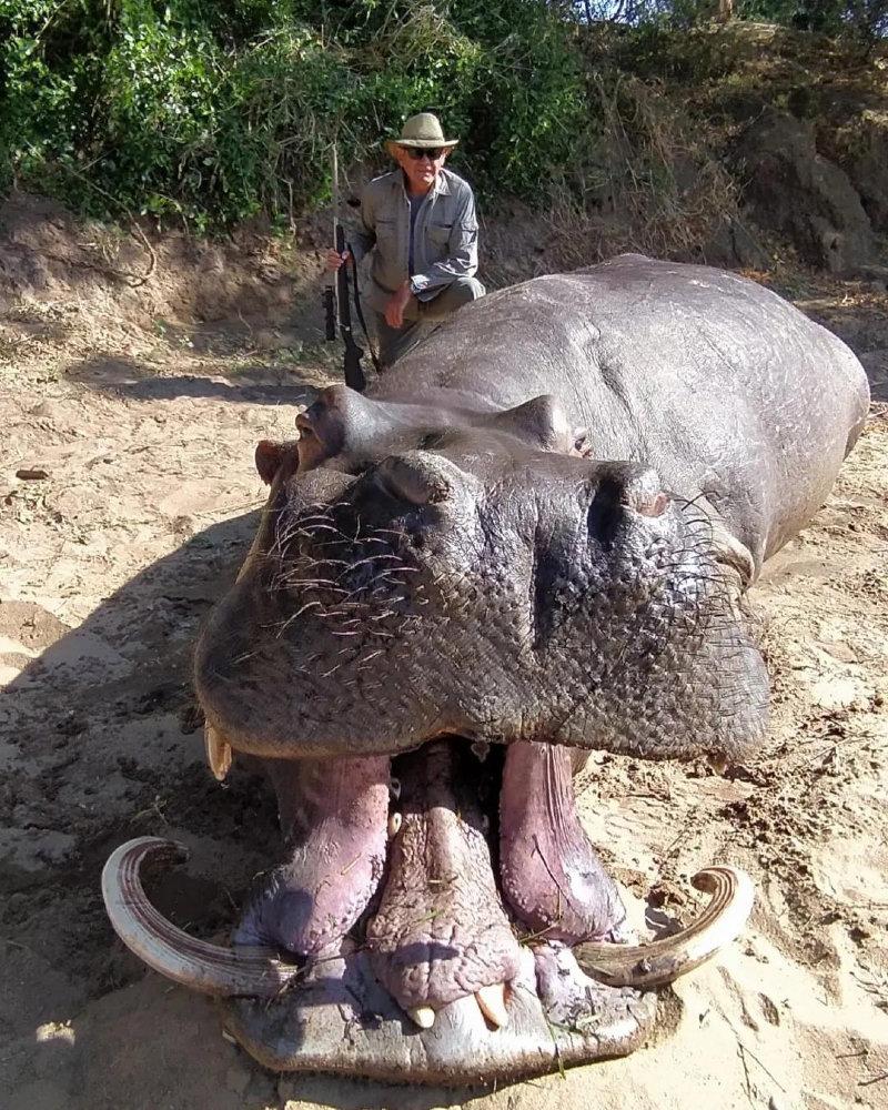 Very unusual hippo bull