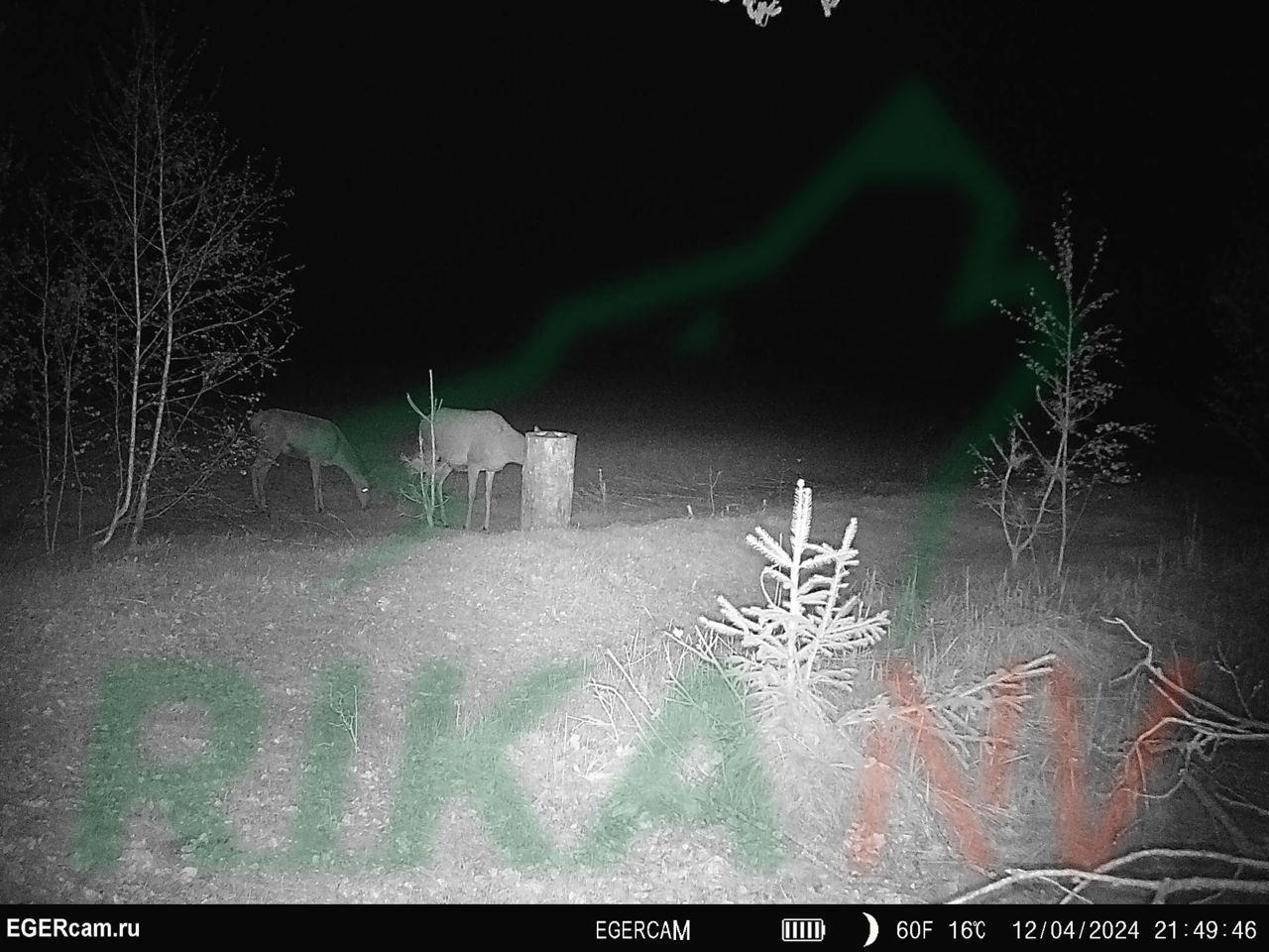 🦌🐇Raznolik život na hranilištu u zemlji