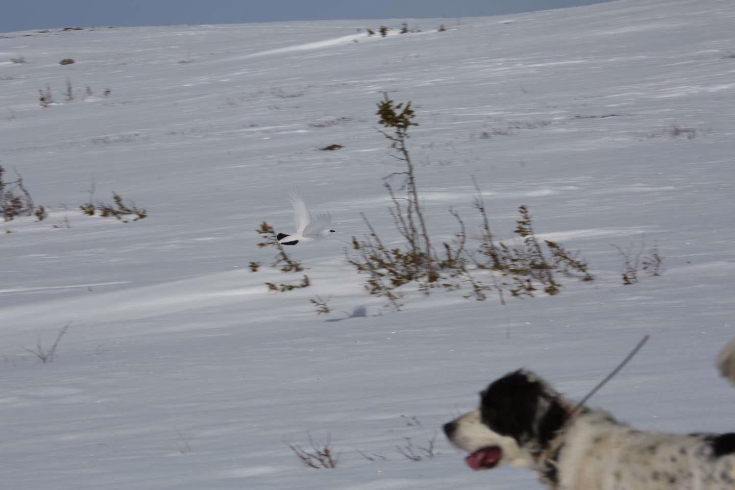 When is the right time to restrict your aging hunting dog from the field?