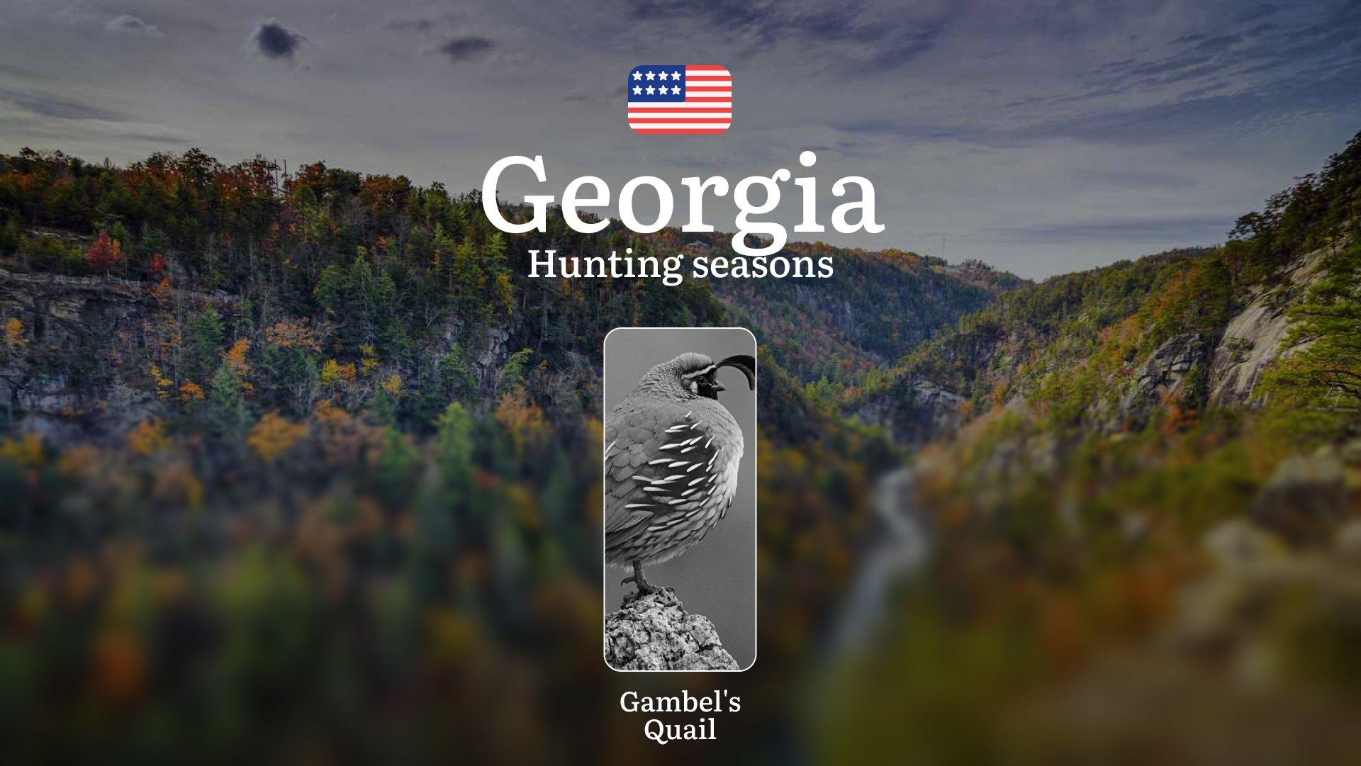Quail Hunting in Georgia, USA: Seasons, Licenses, Rules, and Best Times for Hunting, Restrictions and Prohibitions 