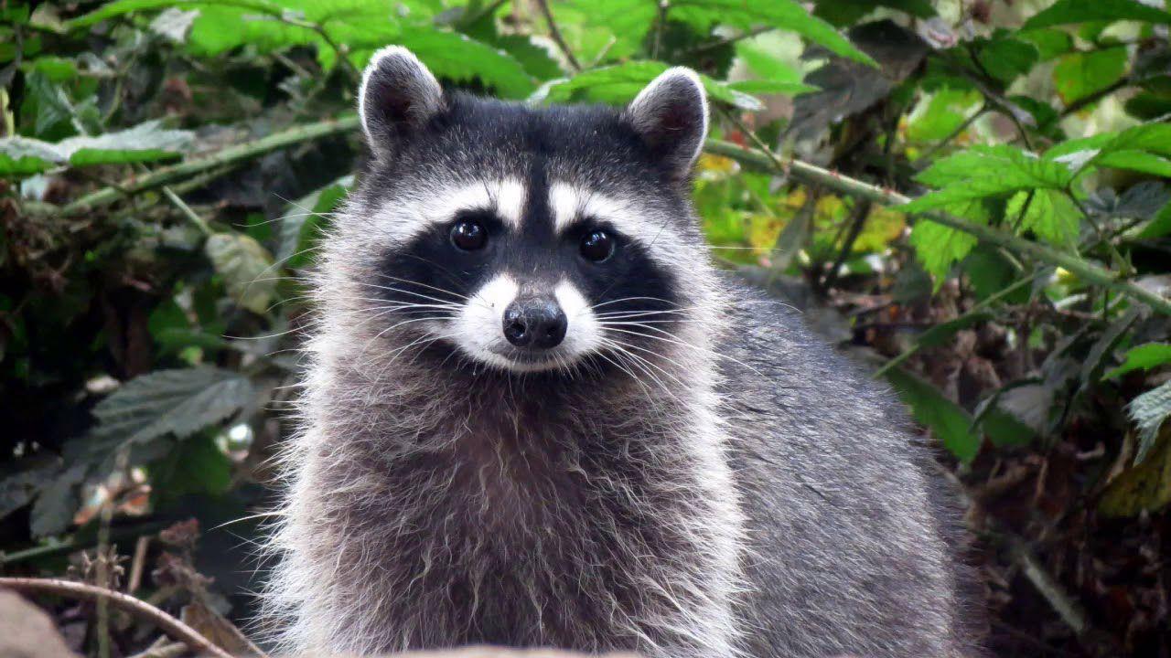 The name “raccoon” comes to us from the Indian word “Arakun”, which translates as “scratching with his own hands.”